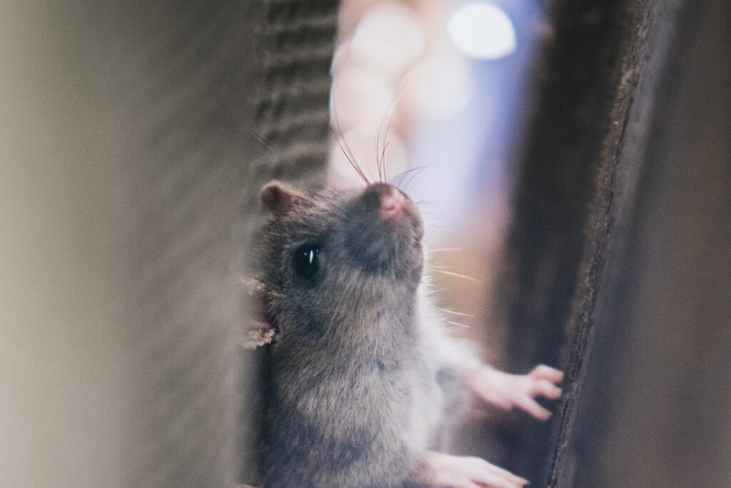 A mouse crawling in an air duct