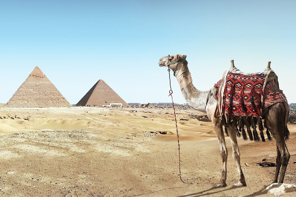 A camel with the Great Pyramids in the background